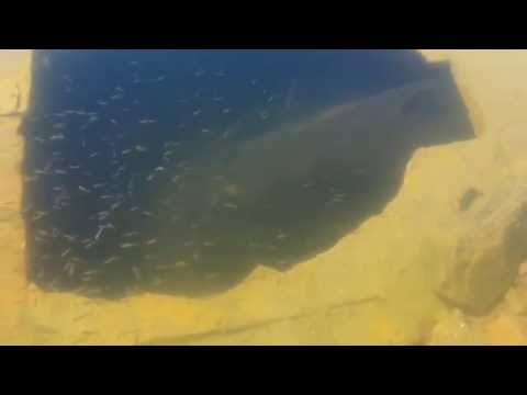 Youtube: Silur/Siluro al pantà de Susqueda 07-06-2016