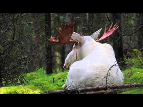 Youtube: White Moose