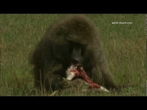 Youtube: Graphic content warning: Baboon eats gazelle alive