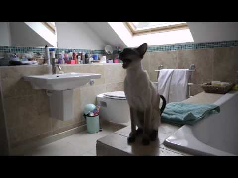 Youtube: Our Siamese Cats at Shower Time