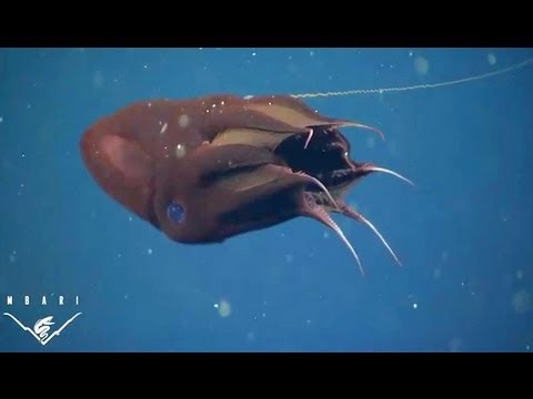 Youtube: What the vampire squid really eats