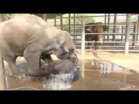 Youtube: Baby elephant bathing in the bathtub - ElephantNews