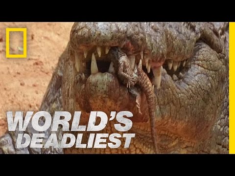 Youtube: Killer Croc Carries Babies in Jaws | World's Deadliest
