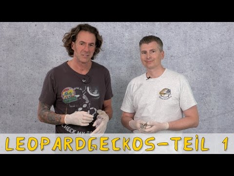 Youtube: Reptil TV - Folge 93 - Leopardgecko Zucht und Farben - Teil 1