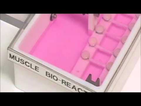 Youtube: Tissue Engineering: Bioreactors 1 - muscle cells
