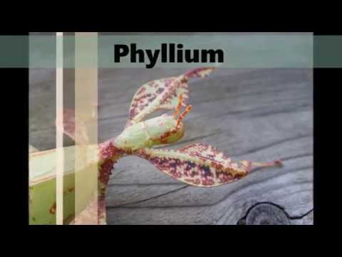 Youtube: Gattung Phyllium  - Wandelnde Blätter