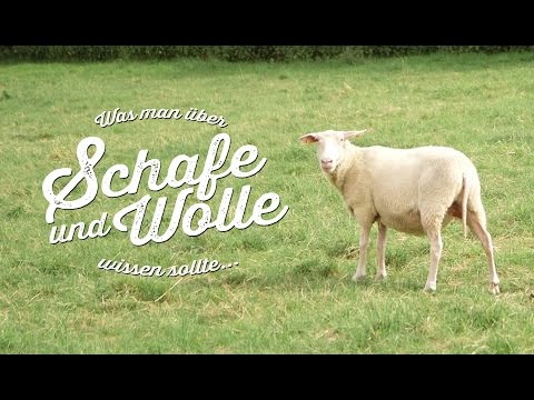 Youtube: Was Sie über Schafe und Wolle wissen sollten... / PETA
