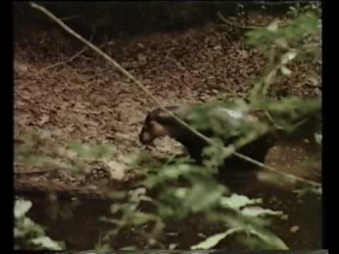 Youtube: Rare Video Footage of a Pygmy Hippo in Tai Forest, Ivory Coast - Part I