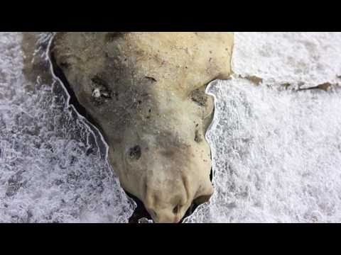 Youtube: NEW MONTAUK MONSTER WASHES UP 02/12/2011 PLUM ISLAND UNKNOWN CREATURE