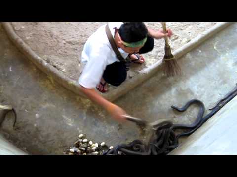 Youtube: Cleaning the cobra pit