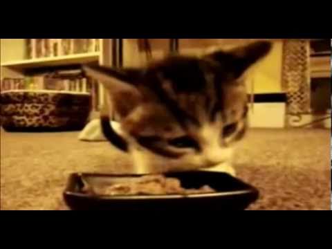 Youtube: Nur Katzen schmatzen so süß