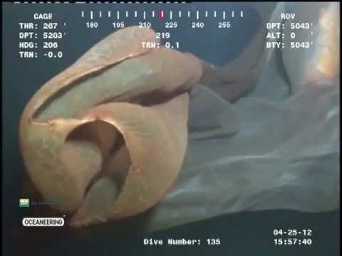 Youtube: Underwater Creepy Creature Found! (Cascade Creature)