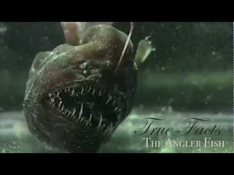 Youtube: True Facts About The Angler Fish