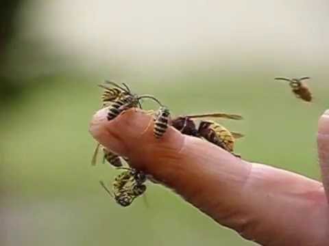 Youtube: Wespen und Hornissen auf meinen Finger.