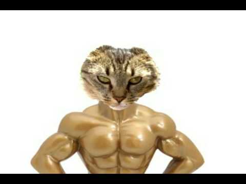 Youtube: Muscle cat dances to the pink Panther Theme Song