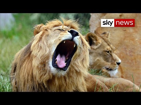 Youtube: South African 'Lion King' Is Like One Of The Pride