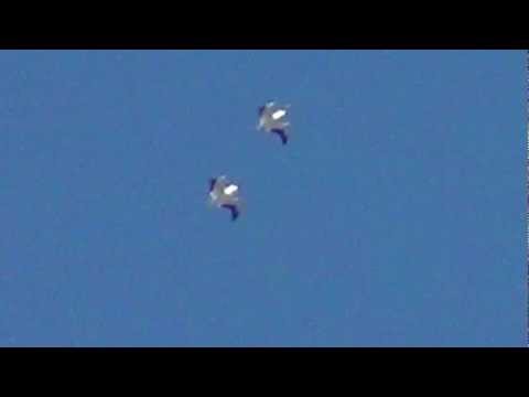 Youtube: Squadron of Strange Luminous Birds [HD] | April 14, 2012