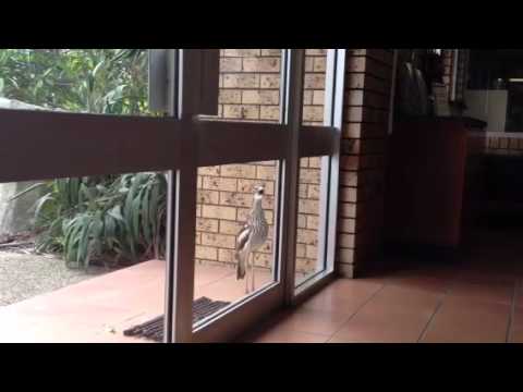Youtube: Curlew screaming like a girl