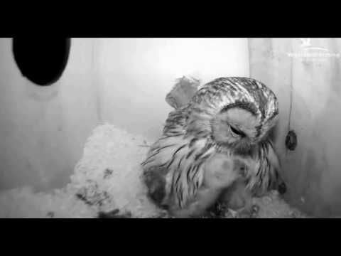 Youtube: CJ Wildlife/Vivara Webcams - 29.03.17 (Feeding Chicks)