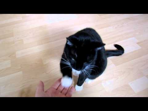 Youtube: Katzen Trick  "Pfötchen geben" Tutorial