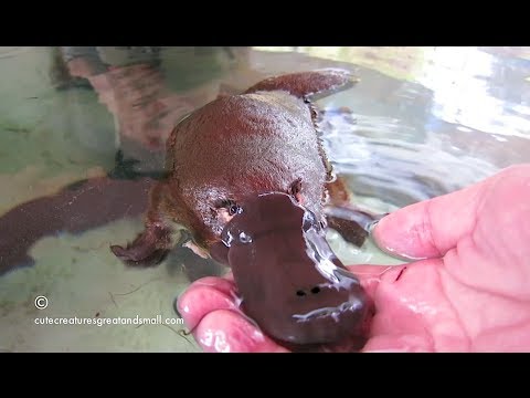 Youtube: Hand Feeding & Playing With A Friendly Platypus