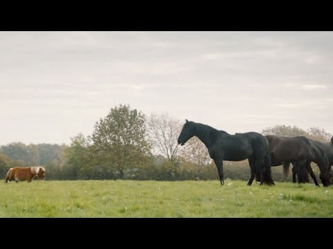 Youtube: New Amazon Prime TV Advert Featuring A Lonely Little Horse