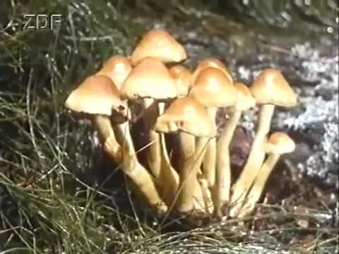 Youtube: Löwenzahn | Das Pilz-Lied (1985)