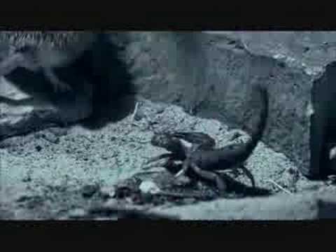 Youtube: Opistophthalmus sp. - hissing scorpion - Tanzania - hissing