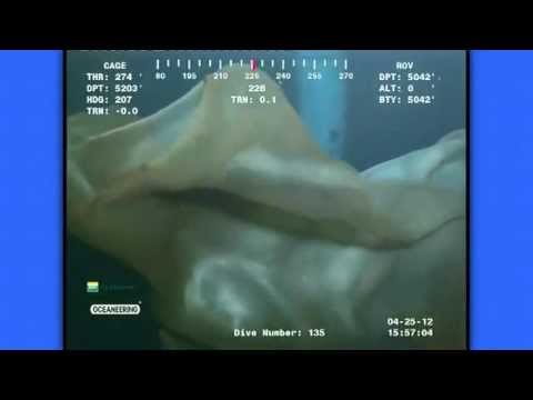 Youtube: One Very Rare Sea Monster/Creature