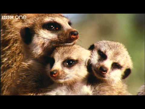 Youtube: What A Wonderful World With David Attenborough -- BBC One [FULL HD]