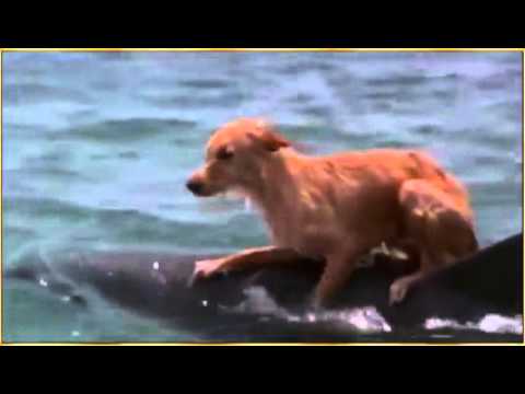 Youtube: Delphin rettet Hund♡