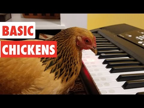 Youtube: Basic Chickens | Funny Chicken Video Compilation
