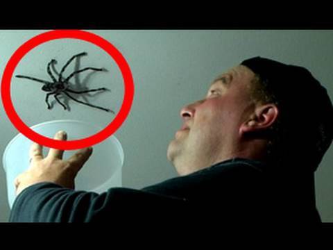 Youtube: Big Spider Attacks Daddy