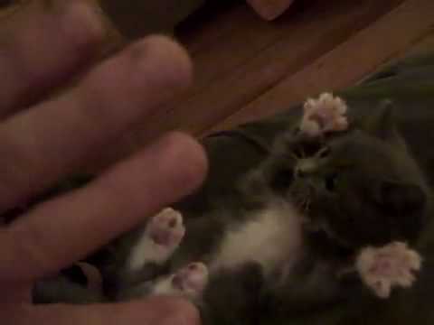 Youtube: Extrem süße und lustige Katze - FunDUMP.eu