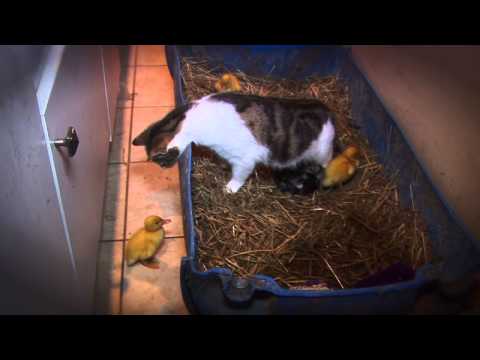 Youtube: AMAZING Cat Feeding Ducklings DAY 6