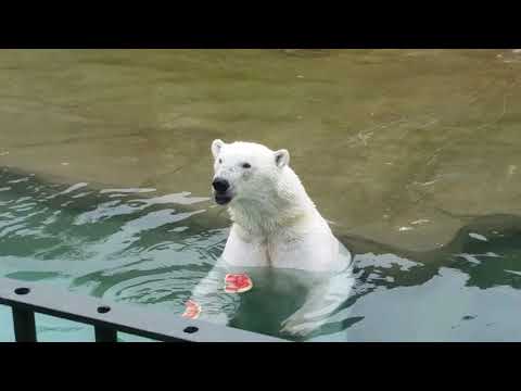 Youtube: Der Zoo Rostock   Ein Tagesausflug