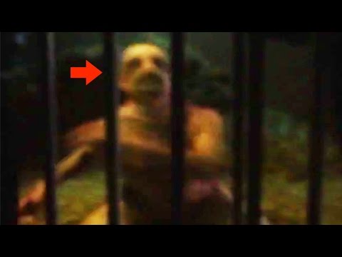 Youtube: 20 CREEPY Unknown Creatures Caught on Tape