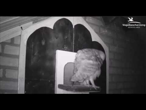 Youtube: CJ Wildlife/Vivara Webcams - 29.03.17 (Female Stretching Before Hunting)