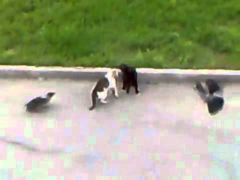 Youtube: Epic Cat Fight (cat's horror)