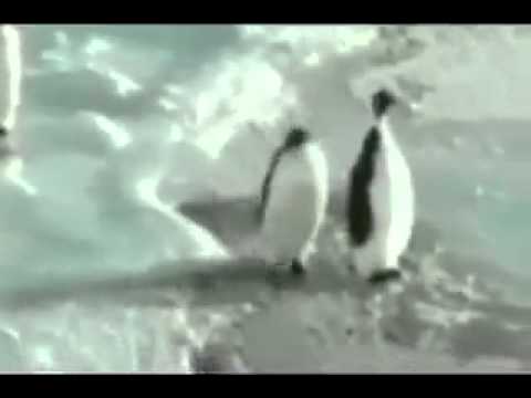 Youtube: Pinguin schubst Pinguin