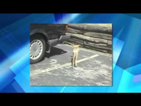 Youtube: Mystery Creature "Foxaroo" Now Spotted in Wisconsin - August 30, 2011