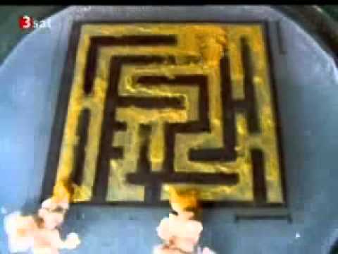 Youtube: Slime Mold Physarum Finds the Shortest Path in a Maze