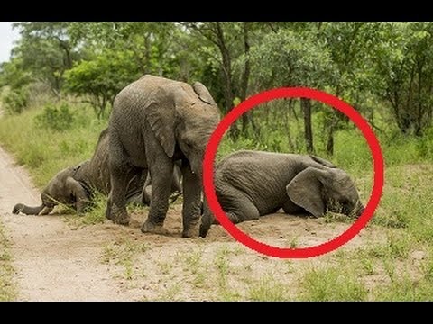 Youtube: Elephants Gets Drunk After Eating Marula Fruit