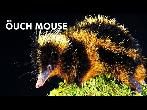 Youtube: You Don't Want To Touch a Tenrec