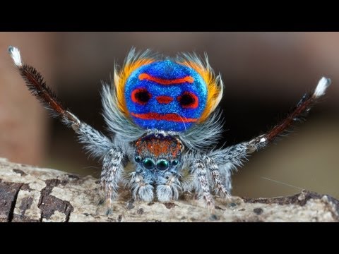 Youtube: Peacock Spider 7 (Maratus speciosus)