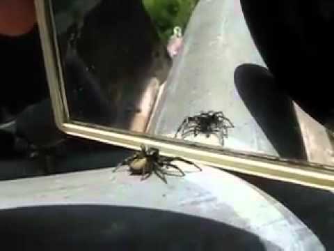 Youtube: Ayna Gören Örümcek'ten Şaşırtan Hareketler..!