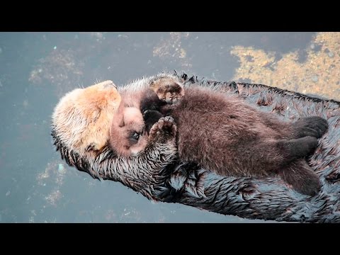 Youtube: 1 Day Old Sea Otter Trying to Sleep on Mom