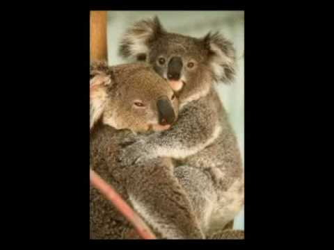Youtube: koala song