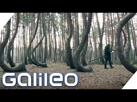 Youtube: Wald aus krummen Kiefern | Galileo Lunch Break