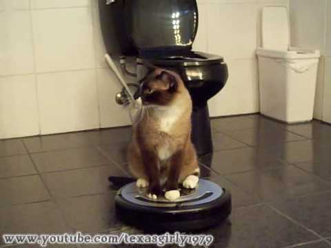 Youtube: ROOMBA driver Cat uses iRobot Roomba 560 Robotic Vacuum Cleaner. HelensPets.com